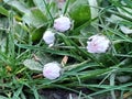 Mexican Fleabane Growing in Grass Unbloomed 5 Royalty Free Stock Photo