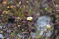 Mexican fleabane