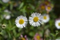 Mexican fleabane