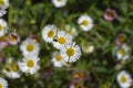 Mexican fleabane