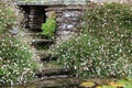 Mexican Fleabane Profusion Royalty Free Stock Photo