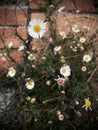 Mexican fleabane with red brick background.