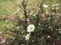 Mexican fleabane is vigorous, spreading perennial plant growing.