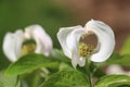 Mexican flowering dogwood Cornus florida ssp urbaniana 2 Royalty Free Stock Photo