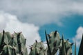 Mexican garambullo cactus background with copyspace on top Royalty Free Stock Photo