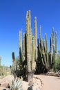 Mexican Giant Cardon or Elephant Cactus Royalty Free Stock Photo