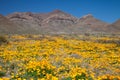 Mexican Gold Poppies