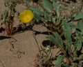 Mexican Gold Poppy, yellow, in the desert of Southern California Royalty Free Stock Photo