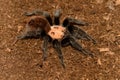 Mexican golden red rump tarantula Royalty Free Stock Photo
