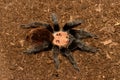 Mexican golden red rump tarantula Royalty Free Stock Photo