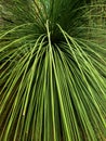 Mexican Grass Tree Dasylirion longissimum Royalty Free Stock Photo