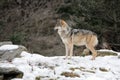 Mexican gray wolf Royalty Free Stock Photo