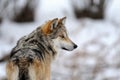 Mexican gray wolf Royalty Free Stock Photo