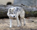 Mexican gray wolf Royalty Free Stock Photo