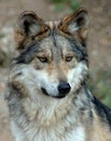 Mexican gray wolf Royalty Free Stock Photo