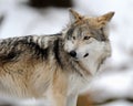 Mexican gray wolf (Canis lupus baileyi) Royalty Free Stock Photo