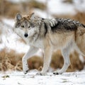 Mexican gray wolf (Canis lupus baileyi) Royalty Free Stock Photo