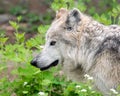 Mexican Gray Wolf Portrait Royalty Free Stock Photo