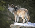 Mexican gray wolf standing in snow Royalty Free Stock Photo