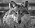 Mexican gray wolf closeup portrait Royalty Free Stock Photo