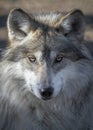 Mexican gray wolf closeup portrait Royalty Free Stock Photo