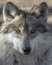 Mexican gray wolf closeup portrait Royalty Free Stock Photo