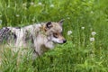 Mexican Gray Wolf Female 708484