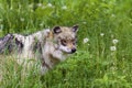 Mexican Gray Wolf Female 708485