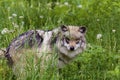 Mexican Gray Wolf Female 708488