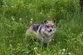Mexican Gray Wolf Female 708494