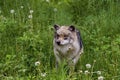 Mexican Gray Wolf Female 708520