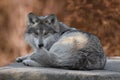 Mexican gray wolf full body portrait Royalty Free Stock Photo