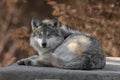 Mexican gray wolf full body portrait Royalty Free Stock Photo