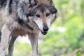 Mexican Gray Wolf Royalty Free Stock Photo