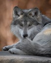 Mexican gray wolf