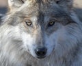 Mexican gray wolf portrait Royalty Free Stock Photo