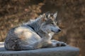 Mexican gray wolf profile portrait Royalty Free Stock Photo