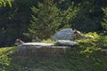 Mexican Gray Wolves   803670 Royalty Free Stock Photo