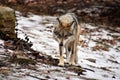 Mexican grey wolf Royalty Free Stock Photo