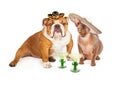 Mexican Hairless Cat and Bulldog Cinco De Mayo Royalty Free Stock Photo