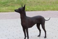 The Mexican Hairless Dog. The bald dog stands and looks away