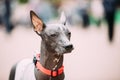 Mexican Hairless Dog In Outfit Playing In City Park. The Xoloitzcuintli