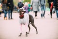 Mexican Hairless Dog In Outfit Playing In City Park. The Xoloitzcuintli