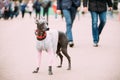 Mexican Hairless Dog In Outfit Playing In City Park. The Xoloitzcuintli Or Xolo For Short