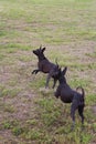 Dark-colored dogs frolic in nature
