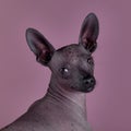Mexican hairless dog in studio Royalty Free Stock Photo