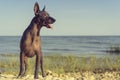 Mexican Hairless Dog Xoloitzcuintle, Xolo stands Full length on a sandy beach against the blue sky sticking out his tongue