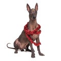 Mexican hairless dog xoloitzcuintli dressed christmas decoration. isolated on white background