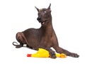 Mexican Hairless dog, xoloitzcuintli, lies on a isolated white background, holding a yellow rubber toy of a with a paw. Change the Royalty Free Stock Photo