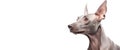 Mexican Hairless Dog Xoloitzcuintli purebred beautiful breed of dog, background nature